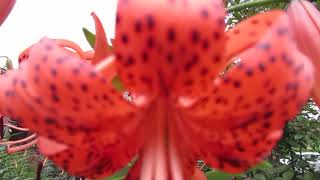 How To Grow Tiger Lilies From Seed, Bulblis.