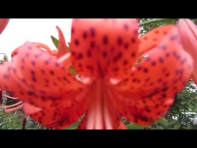How To Grow Tiger Lilies From Seed, Bulblis. - YouTube