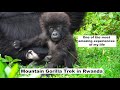 Mountain Gorilla Trek in Rwanda