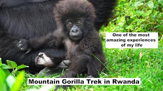 Mountain Gorilla Trek in Rwanda