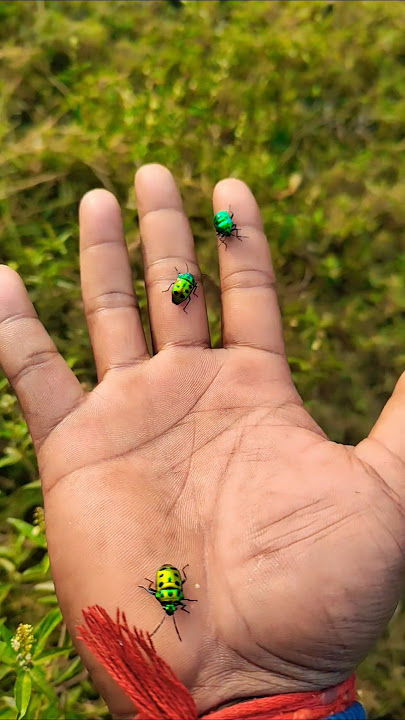 It is the Smaller shiny jewel beetleYp-0781 #beautifulinsects #nature#anyuniqueanimals#insects