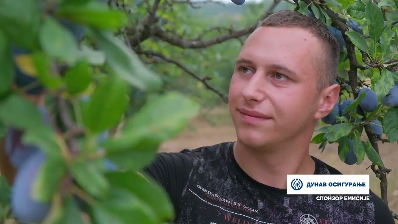 Složno, uspešno! ep. 236 24.09.2024. Uzgoj šljiva na gazdinstvu Vučetića iz Džepnice kod Blaca