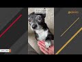 Genius chihuahua does bare minimum for treat