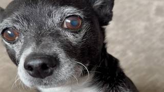 Genius chihuahua does bare minimum for treat