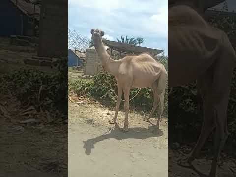 DUA YA NGAMIA WIKII INSHALLAH SHEIKH SHARIF MADUA TZ 0716916665 