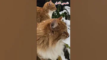 سحر الشتاء حيوانات رائعة تتألق في الثلج Fascinating Animals Sparkle In The Snow شمس الأمل 