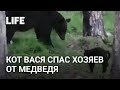 Кот Вася прогнал медведя и спас хозяев