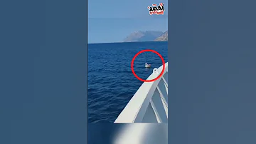 طفلة ضاعت في وسط البحر 
