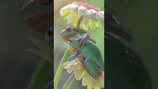 Frog love@CrisSunLife #animals #nature