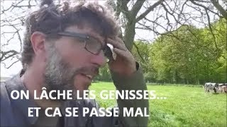 On lâche les génisses et ça se passe mal...