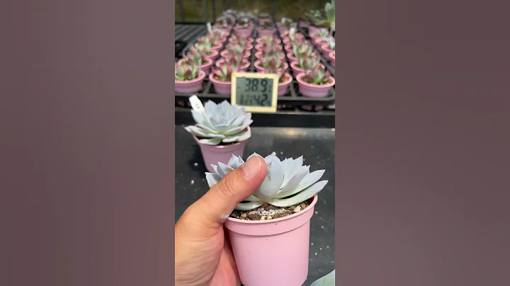 多肉白茶胴切繁殖，在对岸有点夯，价格有点高，不淋雨是很好养，抗病性也不错只是长的有点慢，服盆期要小心点，不徒长阳台族可推荐入手～ #多肉 #plants #succulent - 天天要闻