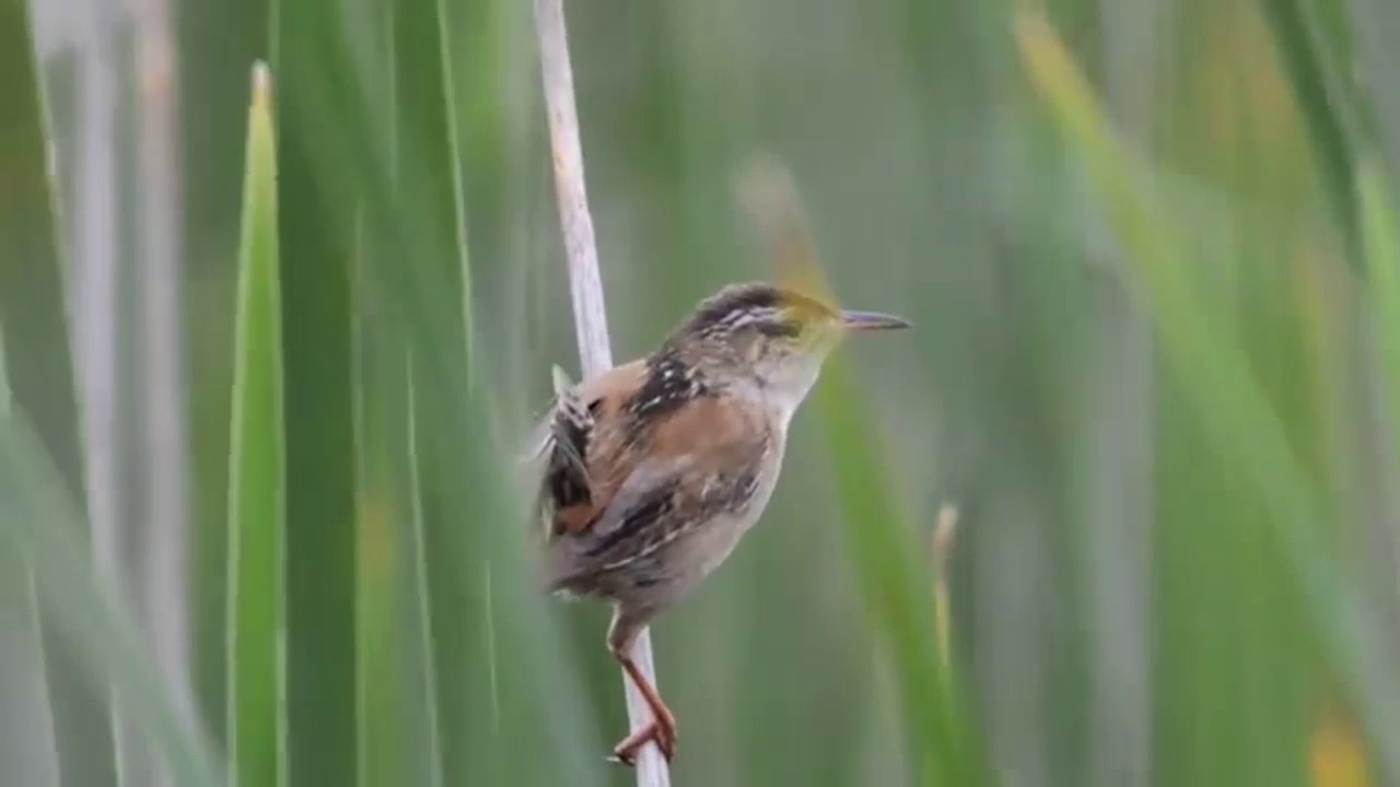 Birds "CACTUS WREN" Steady Shot !!! 