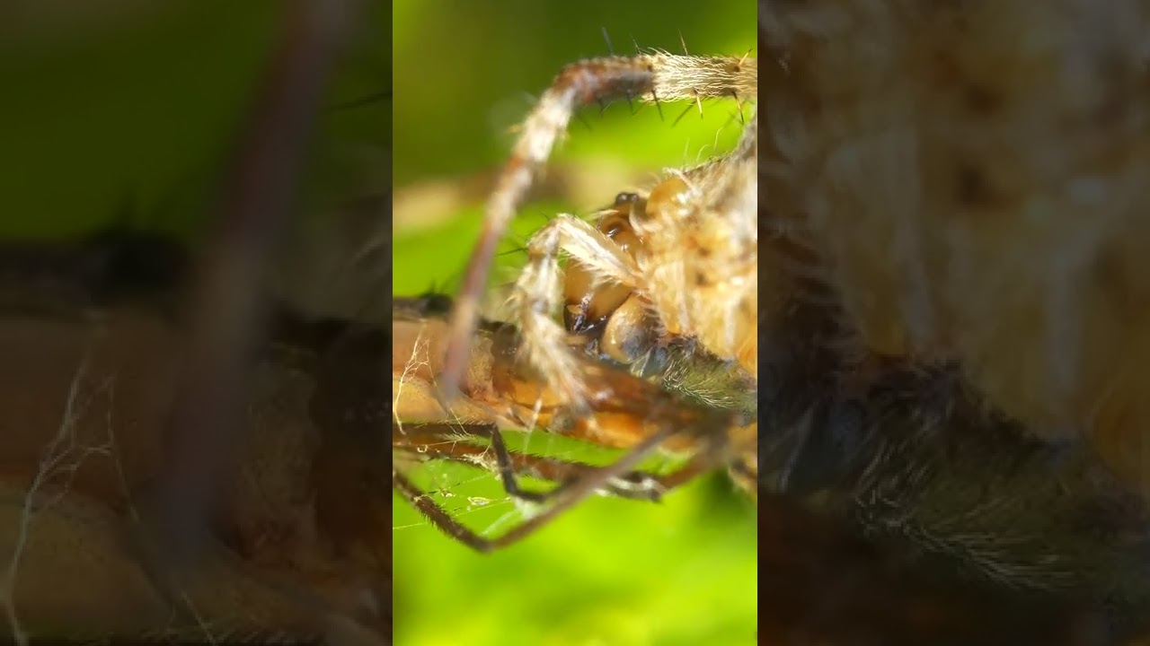 Паук VS комар. Кто победил?