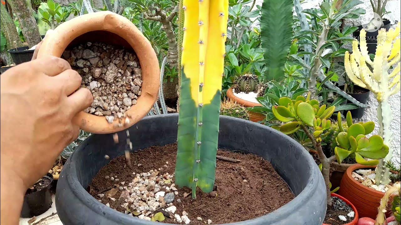 Como plantar Cacto Brasileirinho Cereus Hildemannianus - thptnganamst.edu.vn