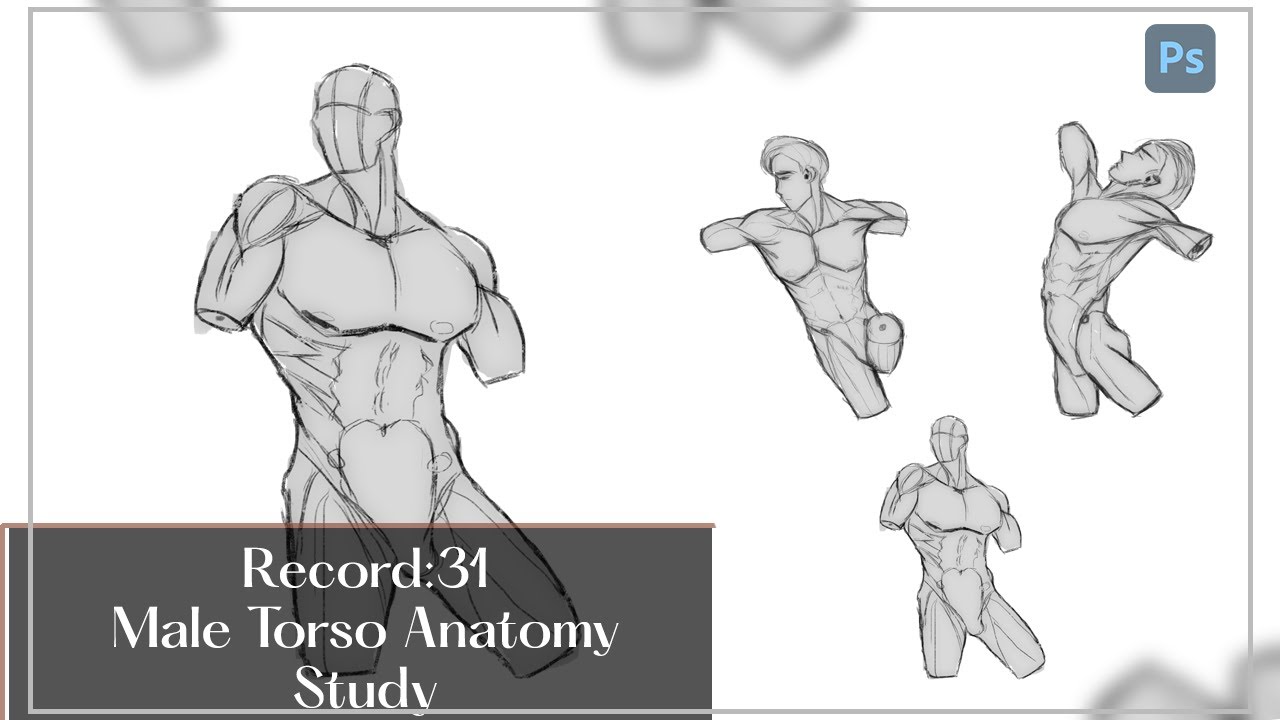 Muscle Study Male Male Muscle Anatomy Study Human Anatomy Drawing Hi Res Stock