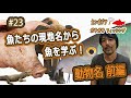 魚の現地名の連想クイズ！何の動物から名前がついたか？！前編