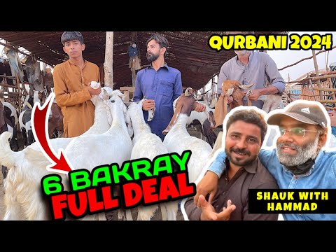 6 BAKRAY | Live Deal | Lahore Bakra Mandi Shahpur Kanjra | Shauk with Hammad Bakra Mandi Pakistan