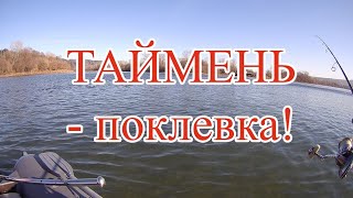 видео: Поклёвка тайменя на воблер картинка: Поклёвка тайменя на воблер
