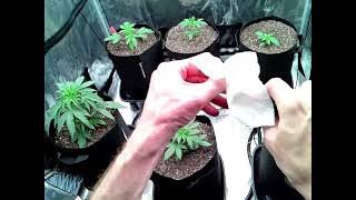 Topping, Culling, & Underwatering Mistake! | POV Day 23 of Veg