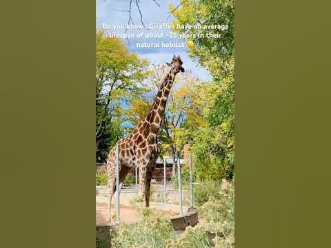Giraffe 🦒 |Zoo & Wildlife Animals | Giraffe Lifespan | Tallest Animal