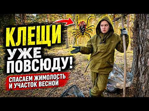 КЛЕЩИ повсюду! Спасаем жимолость и участок весной