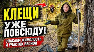 КЛЕЩИ повсюду! Спасаем жимолость и участок весной
