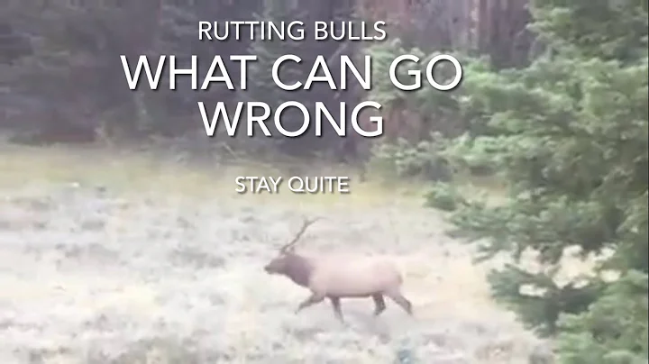 Archery Elk Hunting Utah Rutting Bulls