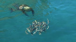 Sea lion single-handedly herds school of fish then feasts! by Missing Link Media 2,638 views 5 years ago 3 minutes, 36 seconds