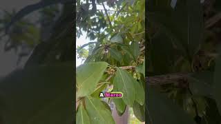 ¿Sabías que el chicozapote es un fruto que solo se da en México? ¿Qué loco no?