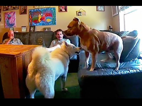 pitbull-gets-frisky-with-husky
