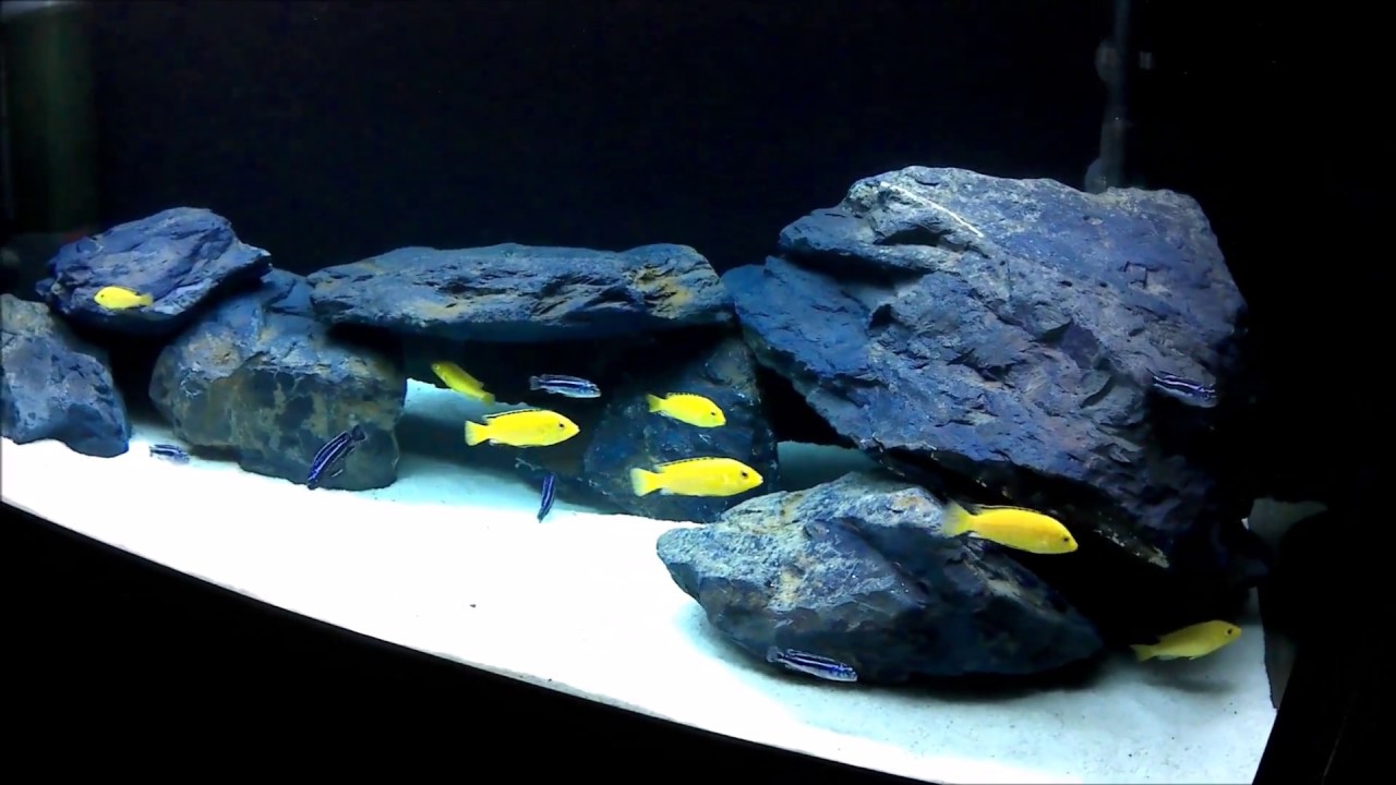 Mbuna Rockscape African Malawi Mbuna Cichlids Aquarium 180 liters - YouTube