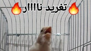 تغريدفحل كناري أبيض نار