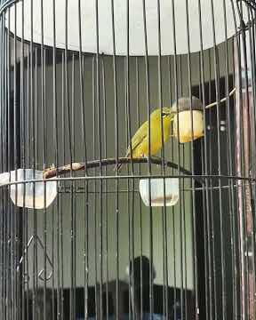pleci nembak kenari ciblek bikin gacor