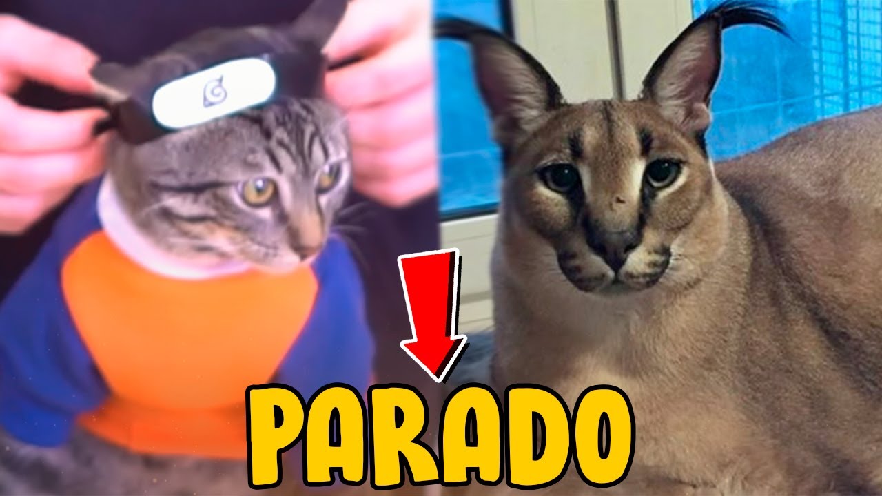 esse gato PRECISA ser PARADO (BABIDI é GÊMEO do FLOPPA?) 