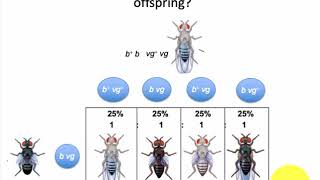 Fruitfly recombination example