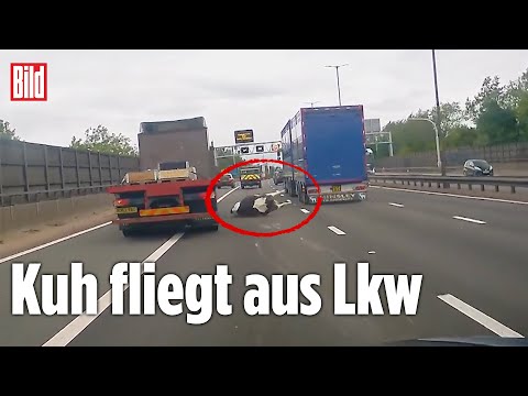 Irres Dashcam-Video: Plötzlich liegt 'ne Kuh auf der Autobahn