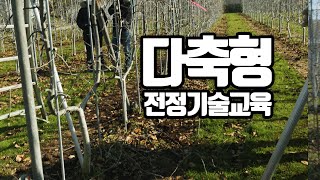 다축형 사과 전정기술 (사)전국사과생산자협회 교육자료