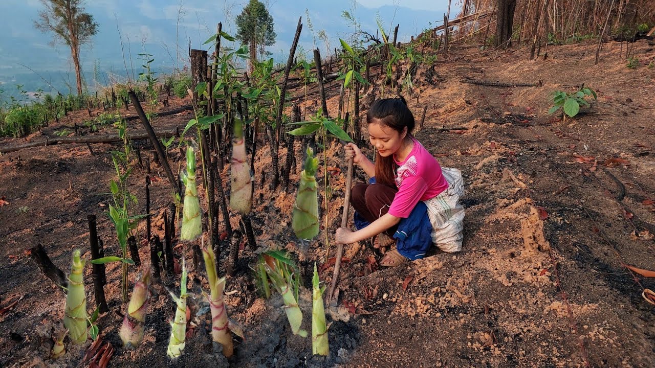 สุดยอด‼️หาหน่อไม้ไฟไหม้ กำลังออกหน่องามๆสะออนคัก/ ຫາຫນໍ່ໄມ້ໄຟໄໝ້ກຳລັງອອກຫນໍ່ງາມໆ