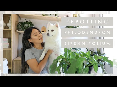 Видео: Philodendron Bipennifolium Info: Советы по уходу за филодендронами Fiddleleaf