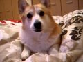 布団に入れてくれないコーギー花さん