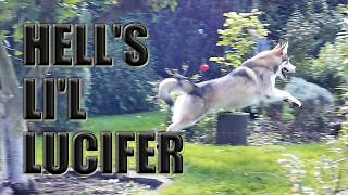 HellsLilLucifer - My very own promotion trailer 2026 || HD 1080p (Czechoslovakian Wolfdog)