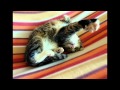 Catgroove With Cats 3 