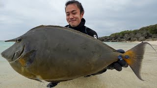 ツノが生えた不気味な巨大魚を素潜りで獲って食べる