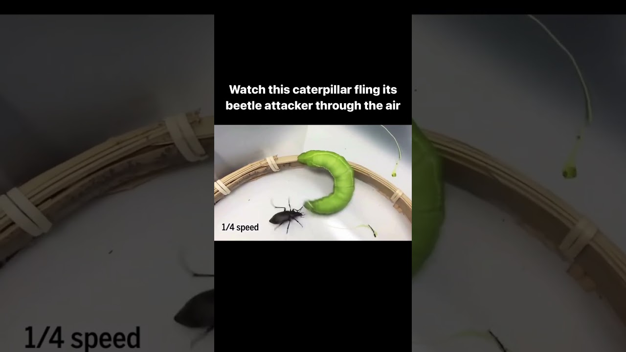 The Epic Fight: Caterpillar Survival Tactics Against Beetle Attacks #shorts