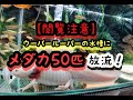 【閲覧注意】ウーパールーパーの水槽に餌メダカを50匹放流！