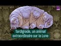 Le tardigrade un animal extraordinaire sur la lune  cultureprime