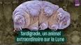 Le fascinant monde des tardigrades ile ilgili video