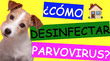 ¿Cómo se desinfecta el parvo?