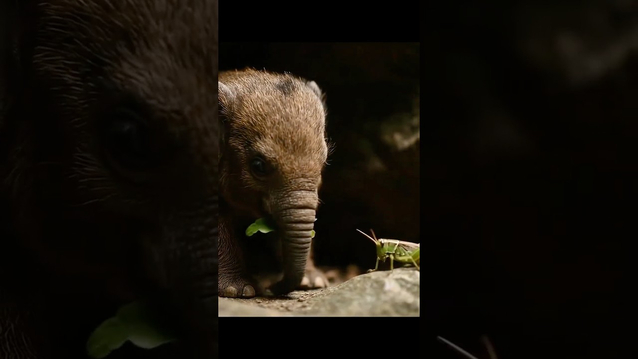 World’s First Miniature Elephant Hybrid 