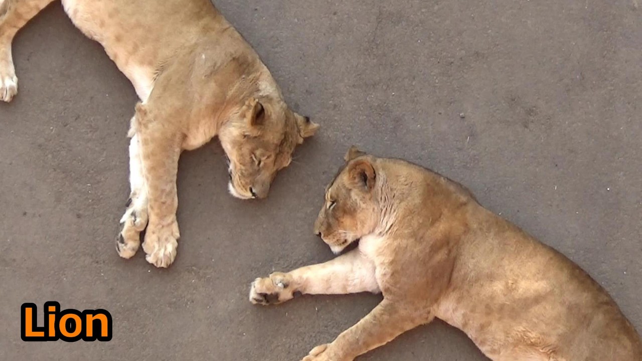 Cool lion pride #554 ライオン家族の日常【Cute animal videos